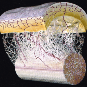 fascia